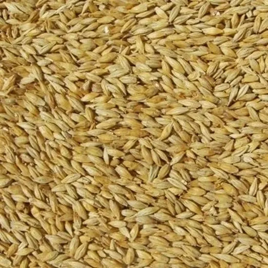 Pale Malt (Mallokup Malt)