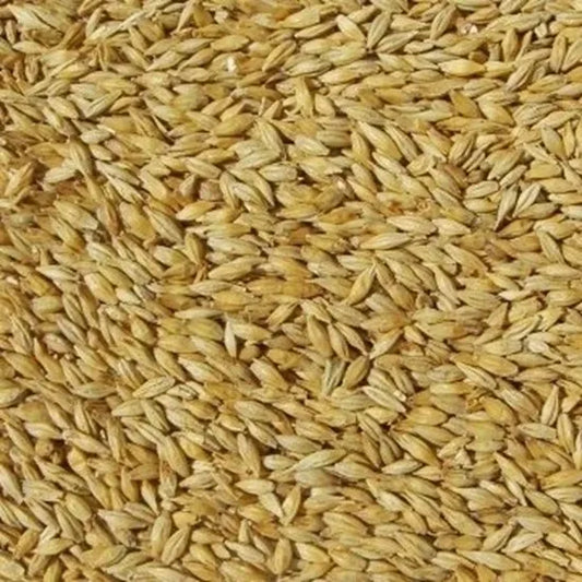 Pale Malt (Mallokup Malt)