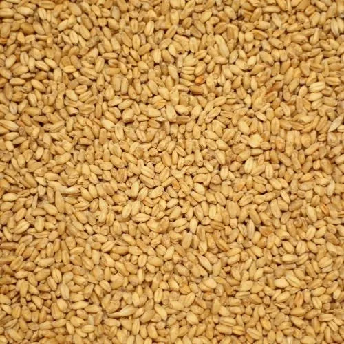 Wheat Malt (Mallokup Malt)