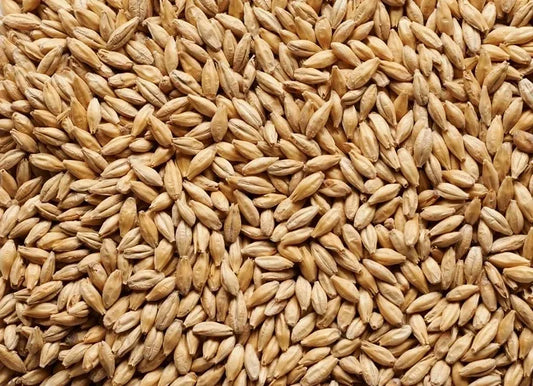 Pilsner Malt (Mallokup Malt)